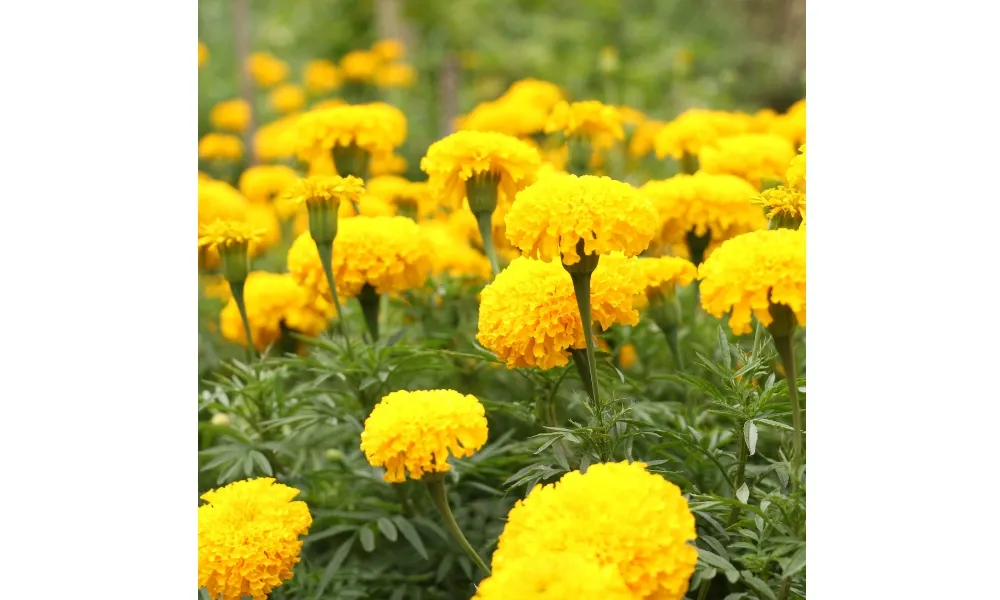 Hoa vạn thọ Mỹ có nguồn gốc từ Bắc Mỹ