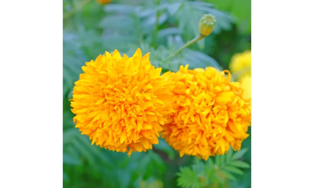 Cây vạn thọ Thái là giống cây thân thảo