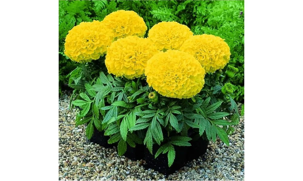 Hoa vạn thọ lùn thường to và có màu vàng tươi