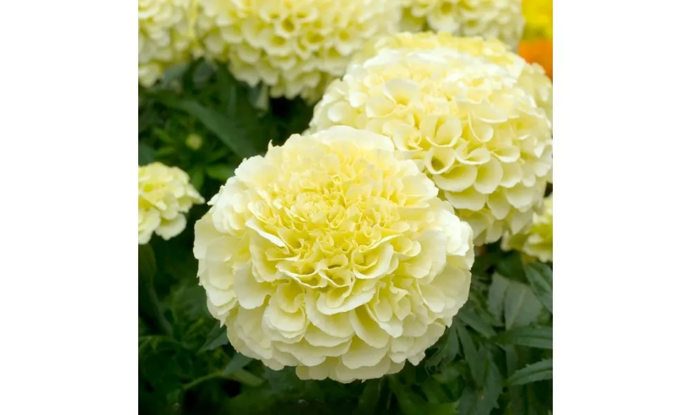 Hoa vạn thọ Mexico có thể dùng làm thức ăn