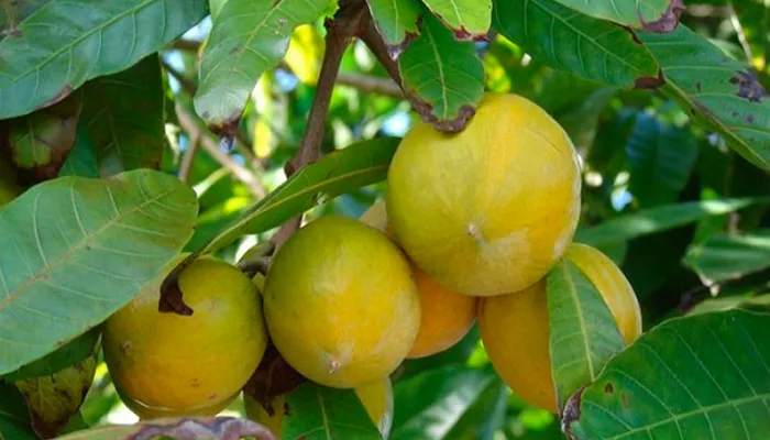 Kỹ thuật trồng cây lê ki ma cơ bản cho người mới bắt đầu