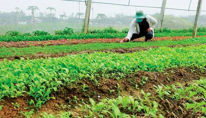 Kỹ thuật viên can thiệp xử lý những cụm rau quả đạt đến ngưỡng thu hoạch tiêu chuẩn