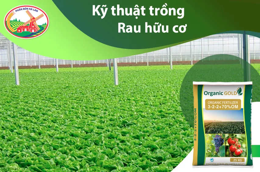 Khu vườn rau cải xanh mướt được canh tác theo phương pháp nguyên thủy không dùng hóa chất