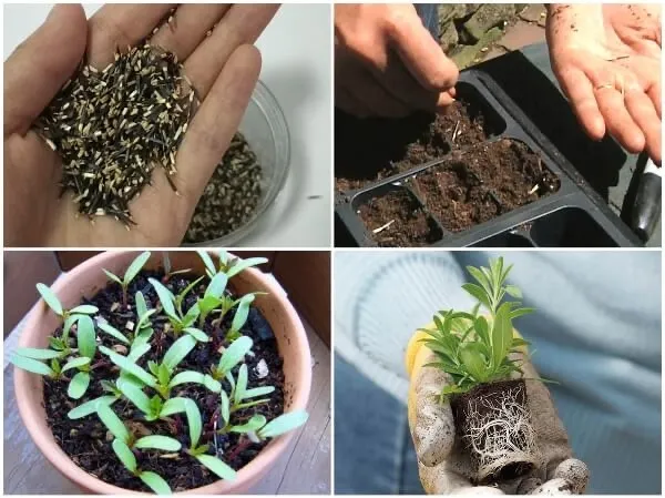 Kỹ thuật trồng vạn thọ trong chậu nhựa