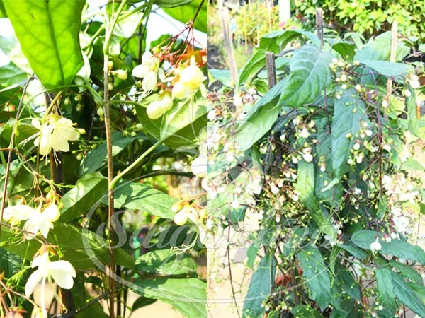 Cấu tạo lá cây dạ minh châu với phiến lá thon dài và màu xanh đậm đặc trưng