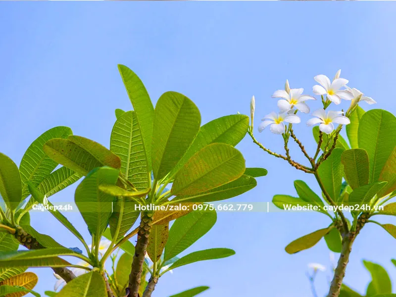 Lá cây hoa Đại chữa bệnh gì