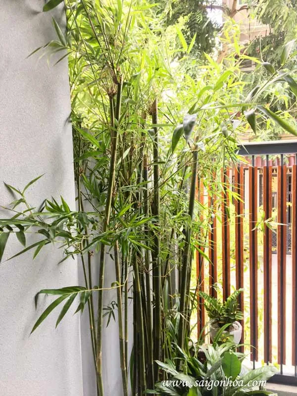 Lá cây trúc cần câu