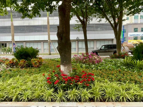 Cây lá dứa vàng trồng bồn hoa trường học ưa nắng