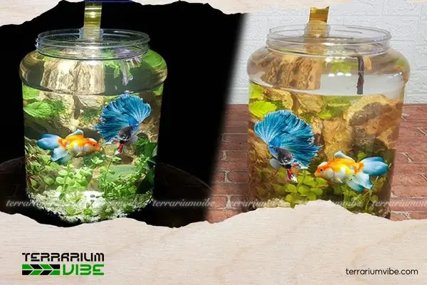 Giá Thể Trồng Bucep: Giải Pháp Chuyên Sâu Giúp Cây Thủy Sinh Phát Triển Bền Vững