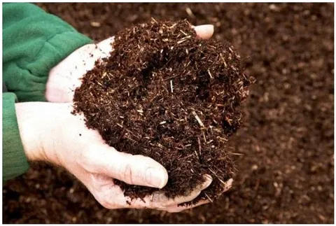 Đất tơi xốp giúp rễ rau phát triển mạnh