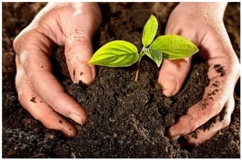 Cải tạo đất cát bằng vật liệu hữu cơ