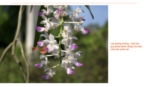 Lan giáng hương: Cách trồng và mẹo chăm sóc giúp ra nhiều hoa