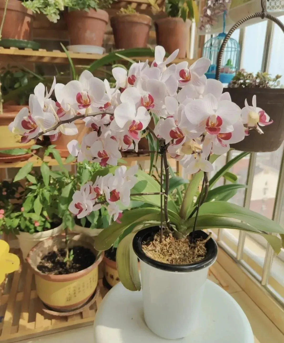 Lan hồ điệp nở rộ