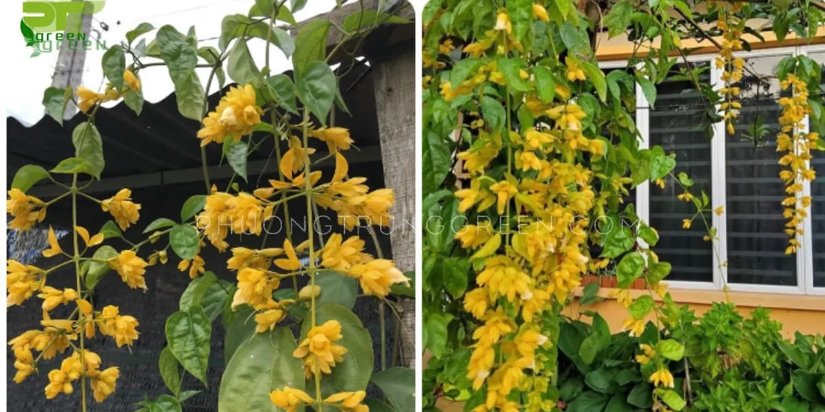 Lan hoàng dương mang ý nghĩa may mắn, thịnh vượng