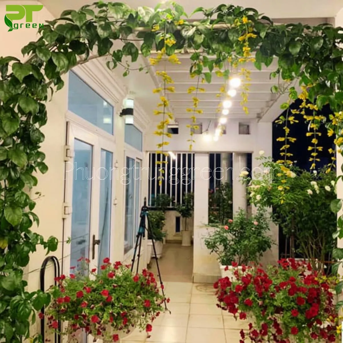 Lan hoàng dương được tạo thành cổng đón may mắn vào nhà