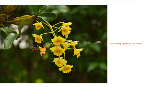 Lan Hoàng Lạp: Mẹo trồng đúng kỹ thuật và cách trồng đơn giản