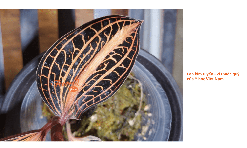 lan-kim-tuyen