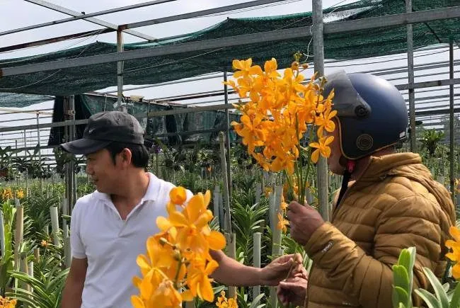 Hoa địa lan tươi trong bình thủy tinh