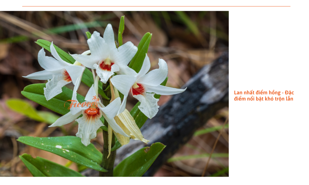 lan-nhat-diem-hong