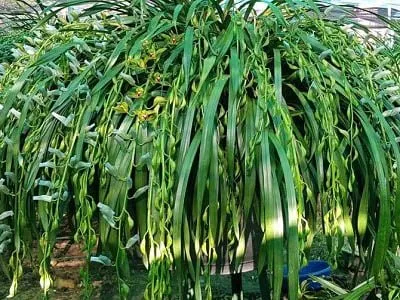 Hoa địa lan Trần Mộng nở rực rỡ trong chậu cao chuẩn bị đón xuân 2026