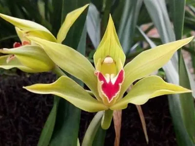 Cận cảnh cánh hoa địa lan Trần Mộng với sắc xanh vàng đặc trưng và hương thơm dịu