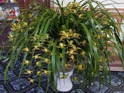 Lựa chọn chậu gốm cao cổ phù hợp với bộ rễ và dáng rủ của địa lan Trần Mộng