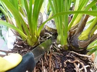 Kỹ thuật tản rễ và đặt gốc địa lan Trần Mộng lên lớp giá thể mới