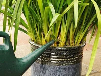 Hệ thống tưới phun sương duy trì độ ẩm lý tưởng cho vườn địa lan