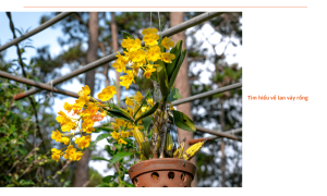 Lan vảy rồng: Cách trồng và mẹo chăm sóc giúp hoa luôn tươi tốt