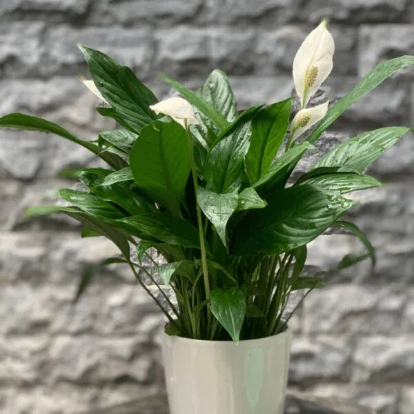 Chậu cây lan ý với hoa trắng tinh khôi