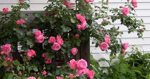 Hình ảnh minh họa một bông hoa hồng đang nở rộ trong nắng