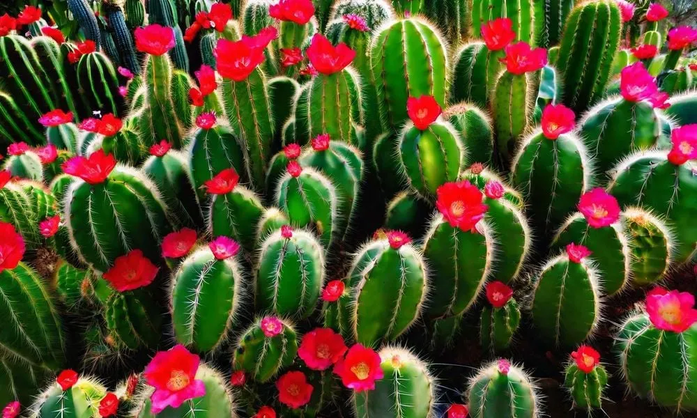 Tác dụng của xương rồng trong việc hỗ trợ điều trị các bệnh lý xương khớp giúp cải thiện khả năng vận động.