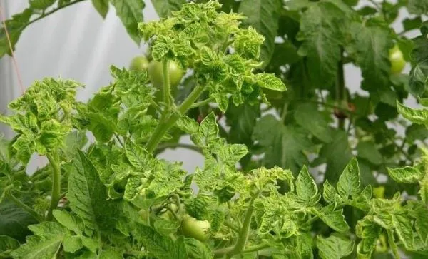 Bệnh xoăn lá ở cây cà chua