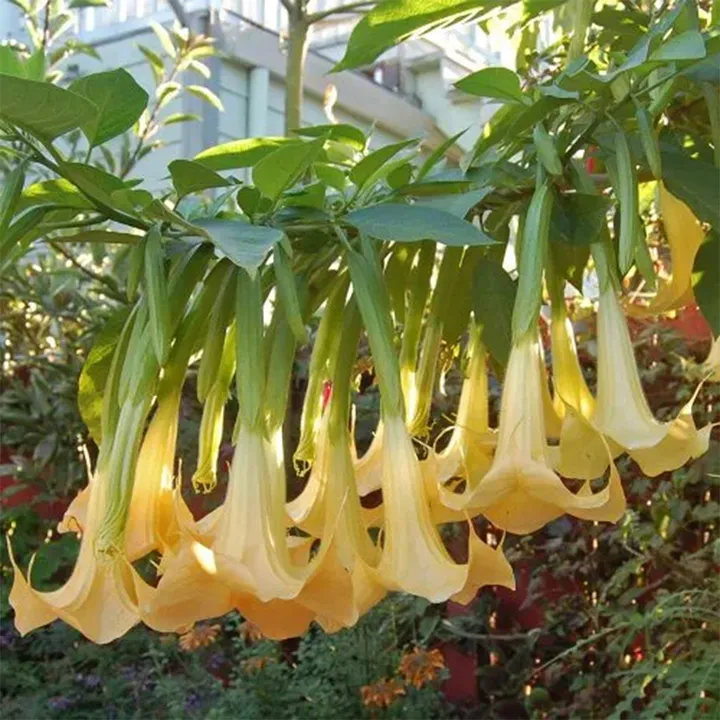 Loa kèn Brugmansia Suaveolens là một trong các loại cây cảnh có độc gây nguy hại đến sức khỏe