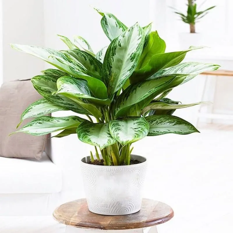 Cây Bạch Mã Hoàng Tử hợp trang trí bàn làm việc