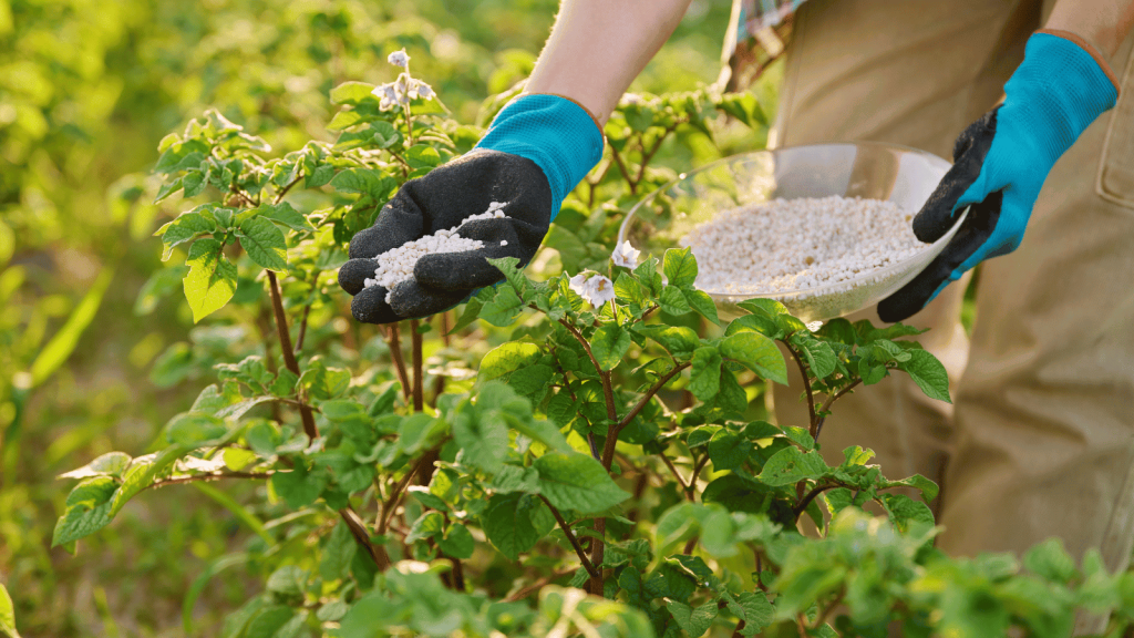 Loại Phân Nào Dùng Bón Thúc Là Chính? Bí Quyết Tăng Năng Suất Vượt Trội