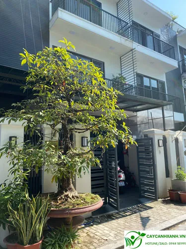 Cây lộc vừng trồng trước cửa nhà đem lại tài lộc