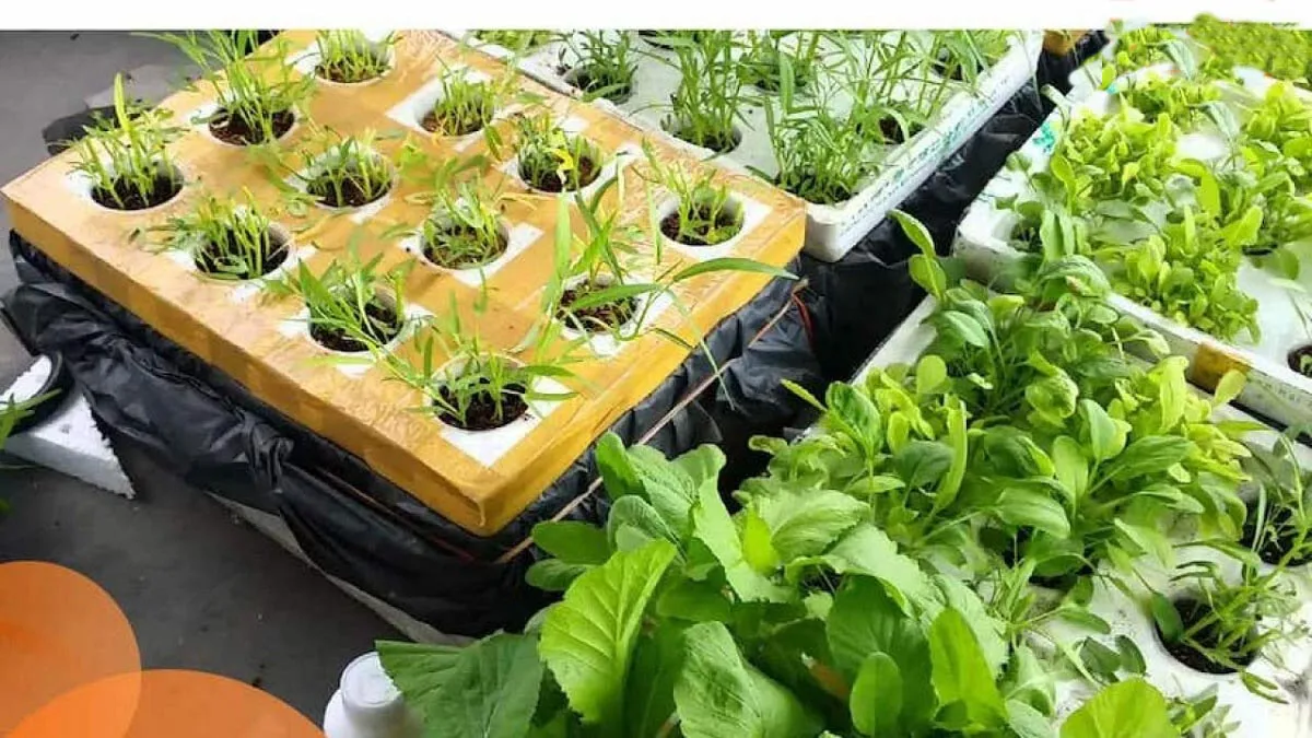 Lợi Ích Của Việc Làm Thùng Xốp Trồng Rau