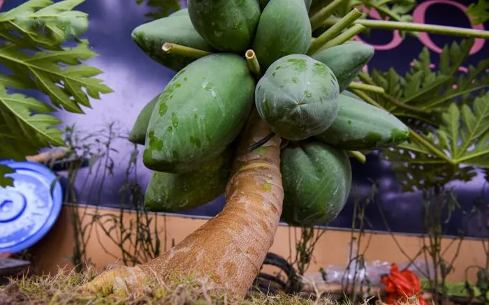 Cây đu đủ trồng nghiêng có tán lá thông thoáng và dễ tiếp cận