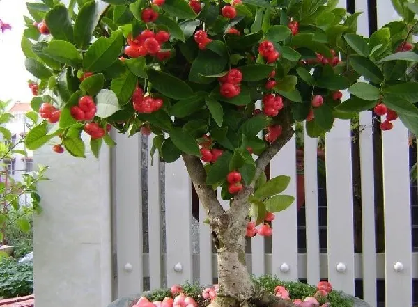 Lợi ích của việc trồng mận trong chậu