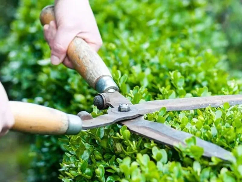 Lợi ích khi sử dụng dịch vụ chăm cây tại nhà