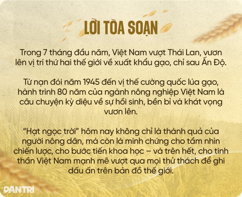 Cây Lúa Có Hoa Không? Giải Mã Cấu Tạo Và Quá Trình Trổ Bông