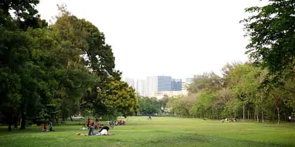 Cây xanh giúp giữ ẩm đất, tiết kiệm nước tưới