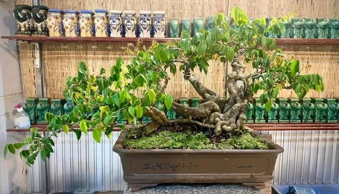 Chọn chậu trồng khế phù hợp với kích thước cây