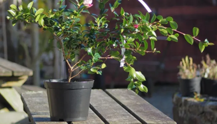 Lựa chọn chậu và giá thể khi trồng hoa hải đường bằng hạt