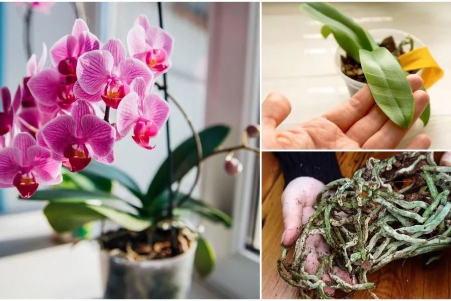 Các loại giá thể và chậu nhựa chuyên dụng cho hoa lan