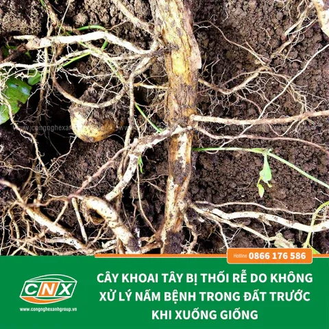 Hiệu quả thực tế trên cánh đồng khi kiểm soát tốt nấm bệnh