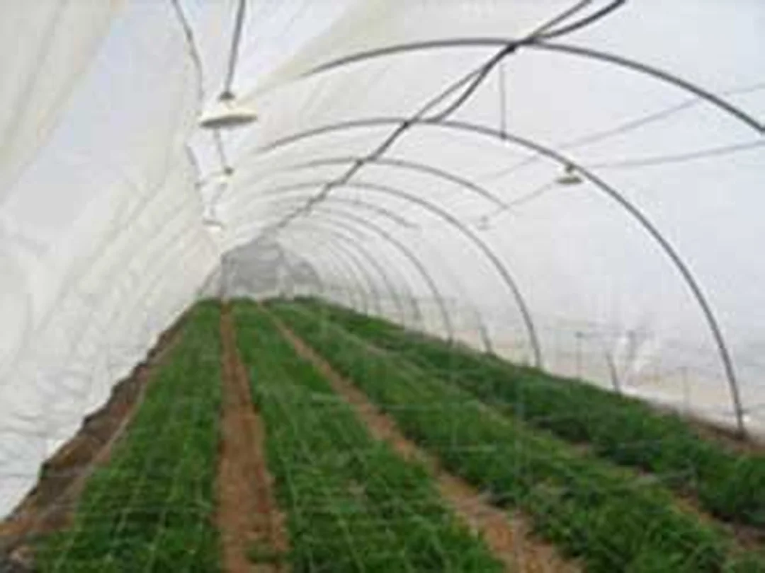 Lưới chắn côn trùng tiếng anh là gì trong nhà màng có bổ sung quang học