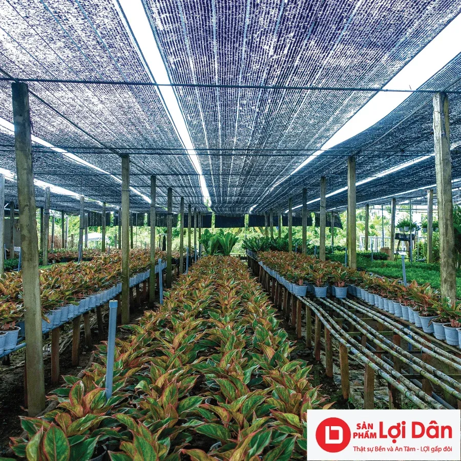 Dùng lưới che nắng cho vườn cây ưa bóng