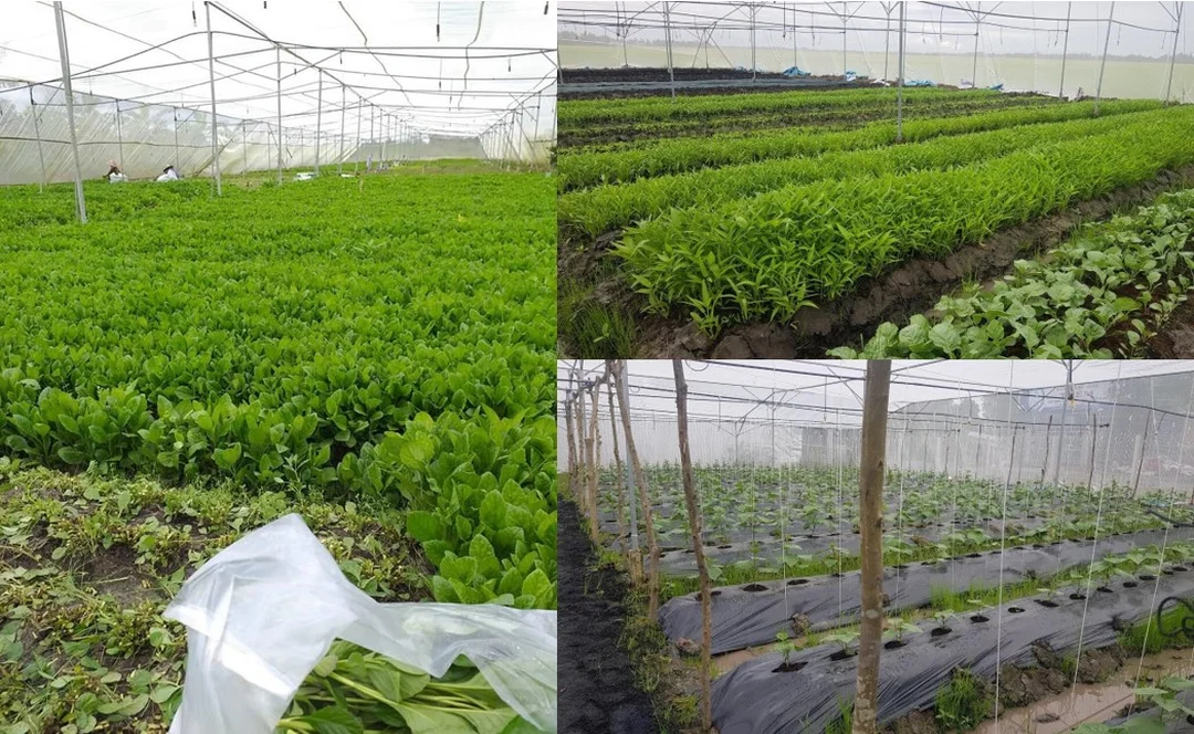 lưới chống côn trùng nông nghiệp - hình minh họa 4 lưới chống côn trùng nông nghiệp - hình minh họa 4